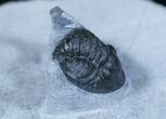 Rare Proetid Trilobite - Phaetonellus Planicauda #3910-5